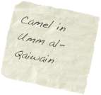 Camel in Umm al-Qaiwain