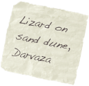 Lizard on sand dune, Darvaza